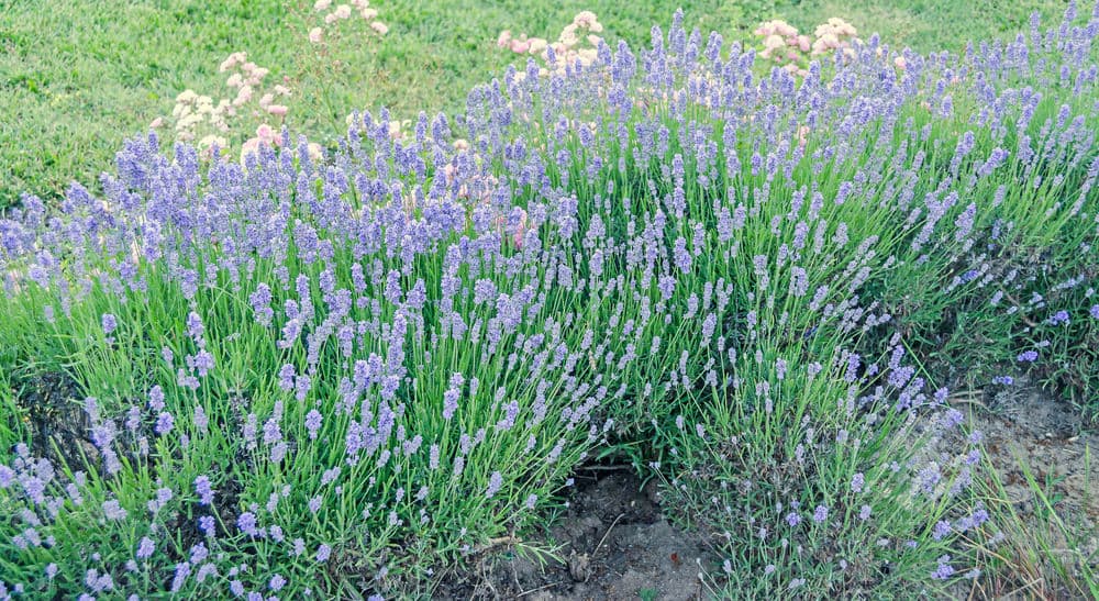 Bluebeard_Caryopteris