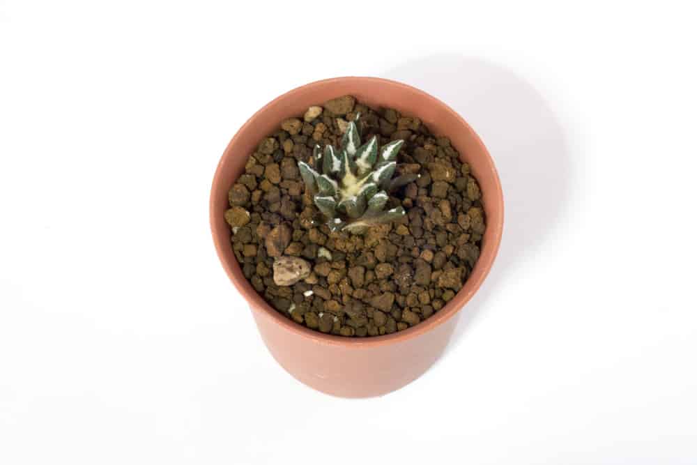 Ariocarpus kotschoubeyanus elephantidens