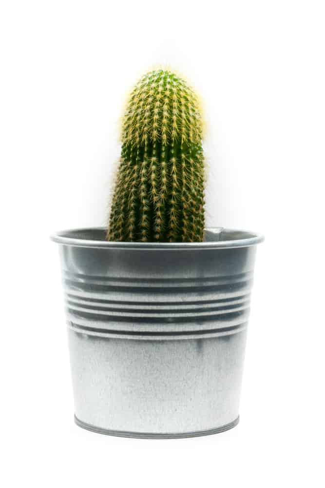 Austrocephalocereus dybowskii