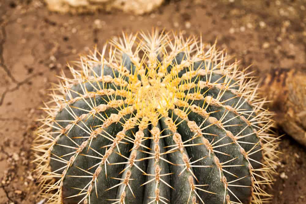 Ferocactus glaucescens