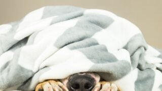 一只盖着毛毯的狗。