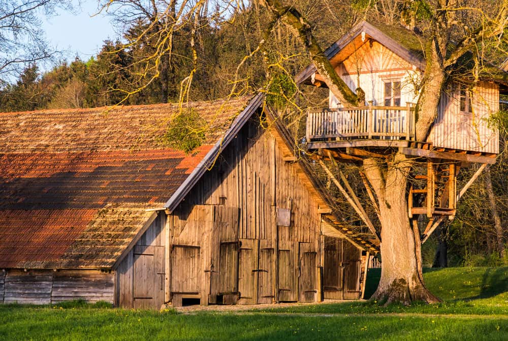 专业建造的树屋，带有前甲板和山墙屋顶，位于谷仓旁的大型多分枝树上。