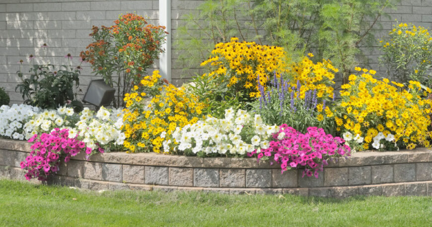一道简单的挡土墙创造了一个凸起的花园，里面种满了矮牵牛花、黑眼苏珊花和其他雏菊科植物。