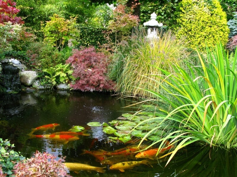日本花园中的一个大池塘，茂盛的植物一直长到水边。池塘里有很多巨大的锦鲤。