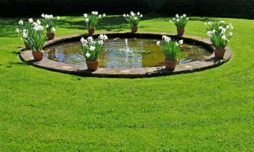 在修剪整齐的草坪中央的圆形花园池塘。装满白色水仙花的花盆在池塘周围等距放置。