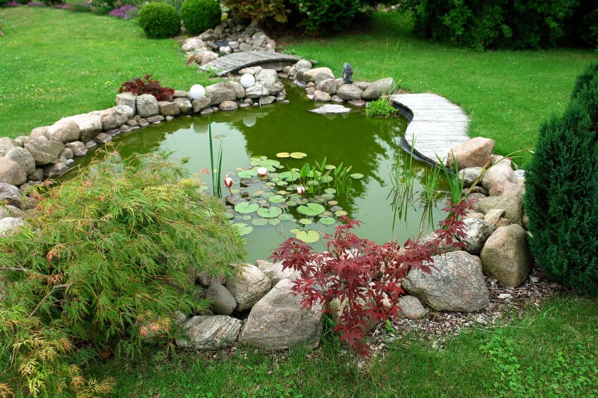 一个绿色的花园池塘，最宽的一边长着小枫树。一条小溪与池塘相连，可以通过一座小木桥穿过。