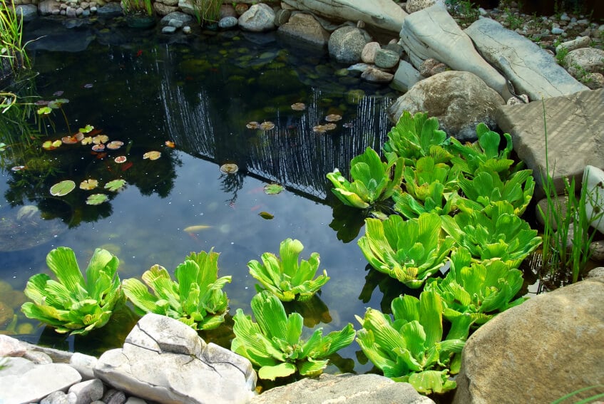 一个宁静的后院池塘，有一些小观赏鱼，睡莲叶，芦苇和水莴苣。池塘边有大的方形巨石和小的圆形石头。