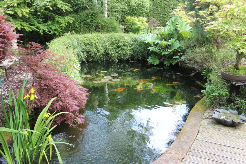 一个锦鲤池塘，四周是树篱和枫树。这是一个弯曲的走道，穿过一个广阔的日本花园。