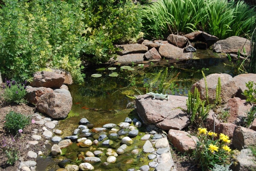 一种花园池塘，周围环绕着红色的大石，逐渐变细，形成一条浅浅的小溪，被石头阻挡，以容纳小观赏鱼。一个小鳄鱼玩具栖息在其中一块巨石上。