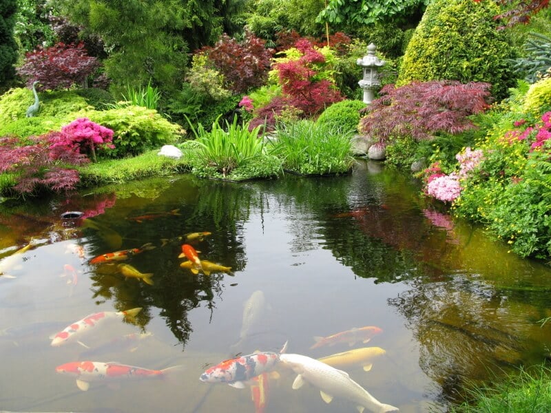 一个巨大的水景在日本花园里充满了大胆的日本枫树，开花灌木和茂密的草。背景中可以看到一盏石灯和一尊白鹭石像。池塘里有许多大型锦鲤。