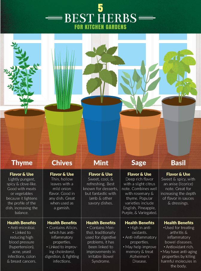 5种最适合你花园的草本植物。