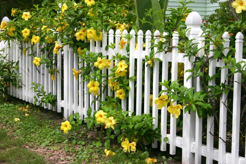 一个白色的木制尖桩篱笆，漂亮的黄色花朵盛开着大朵的花，枝叶繁茂的树枝从篱笆上倾泻而下。