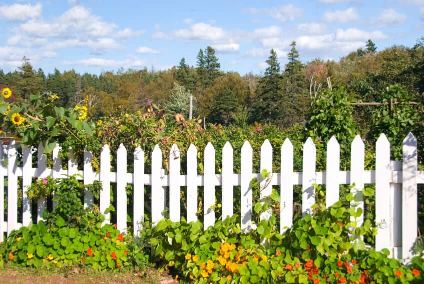 一个被白色尖桩栅栏包围的花园，并不能完全控制植物。一簇向日葵从左边的篱笆上探出头来。