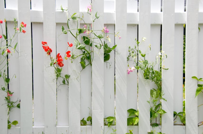 白色的木制隐私栅栏，细长的花朵从板条之间的狭窄空间中生长出来。