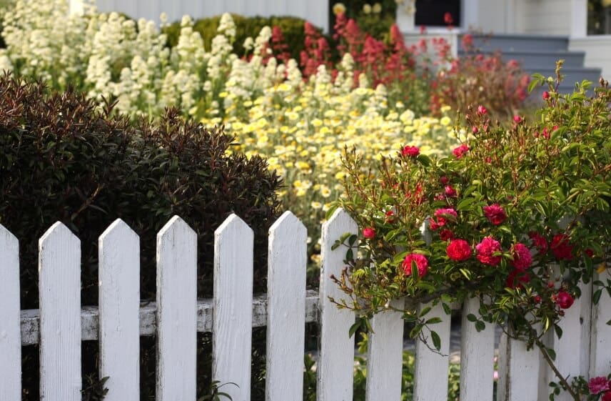 一个满是盛开的鲜花的大花园，周围是粉刷过的尖桩篱笆。