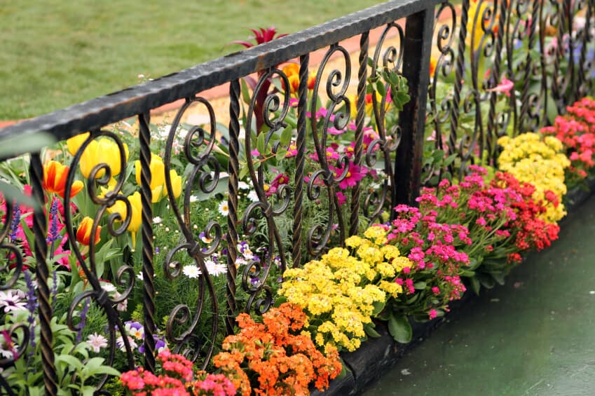 一个木制底座的华丽的黑色锻铁栅栏。低矮、色彩鲜艳的花朵排列在底部的内侧，而像郁金香和雏菊这样较高的花朵则在内侧。