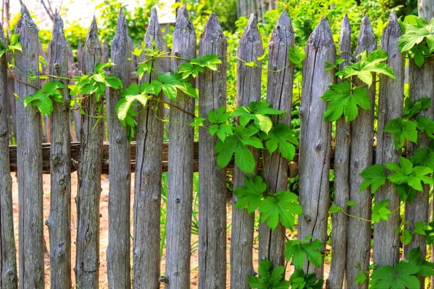老旧的自然质朴的栅栏上挂着葡萄藤。