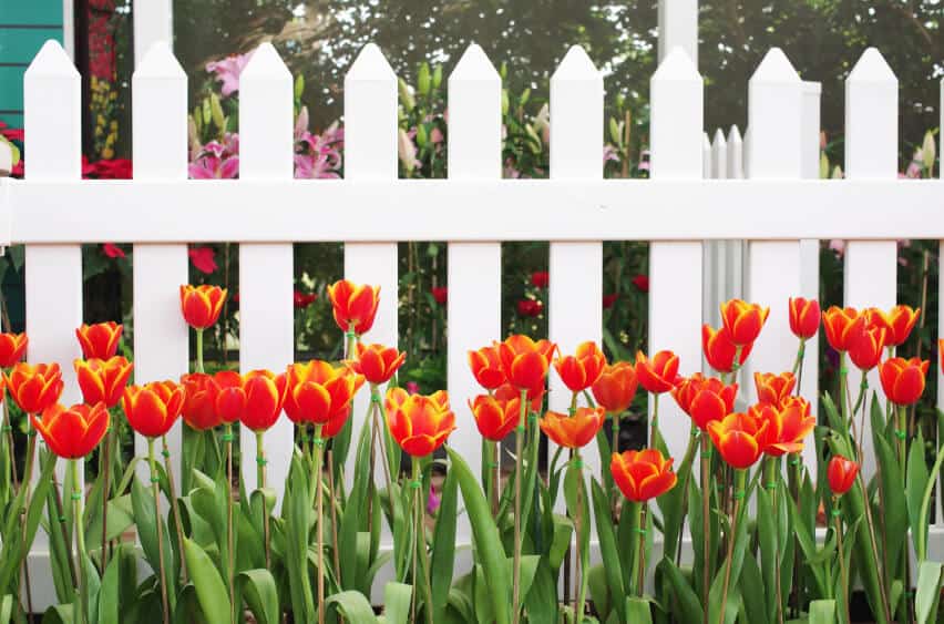 一个白色的铝制尖桩栅栏，前面种着黄色的橙色郁金香。篱笆后面，粉红色的百合随处可见。