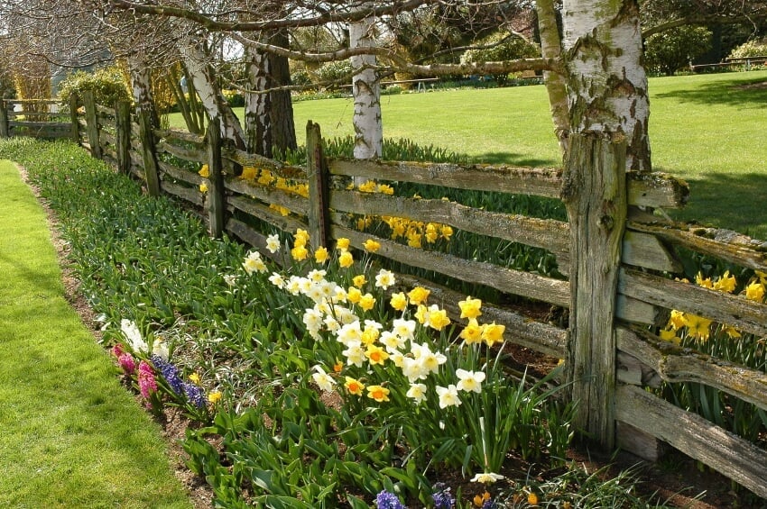 农场风格的木栅栏，凹凸不平的板条上长满了青苔。篱笆的两边都种上了水仙花的简易种植床。