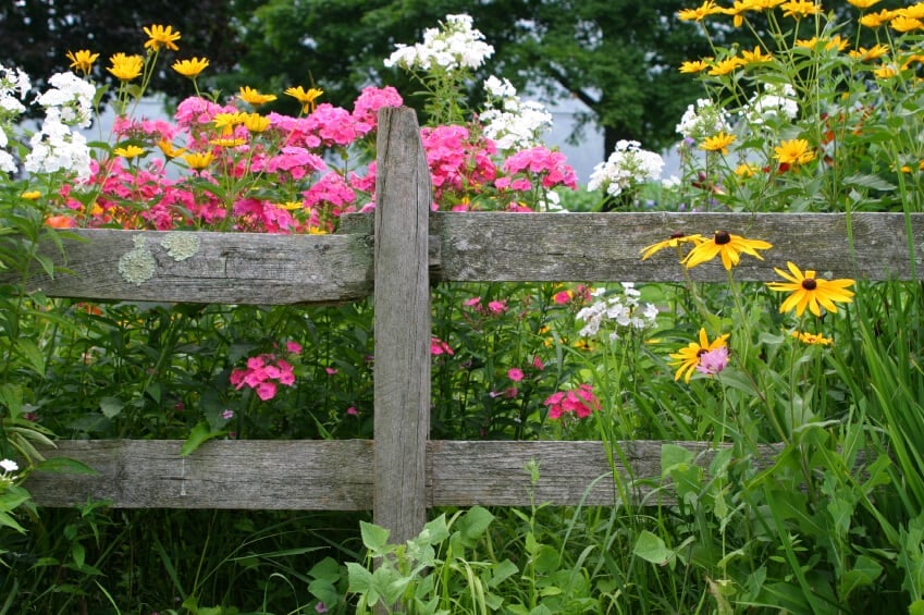 一个古老的乡村篱笆，被天气损坏了，周围盛开着一排鲜艳的野花。