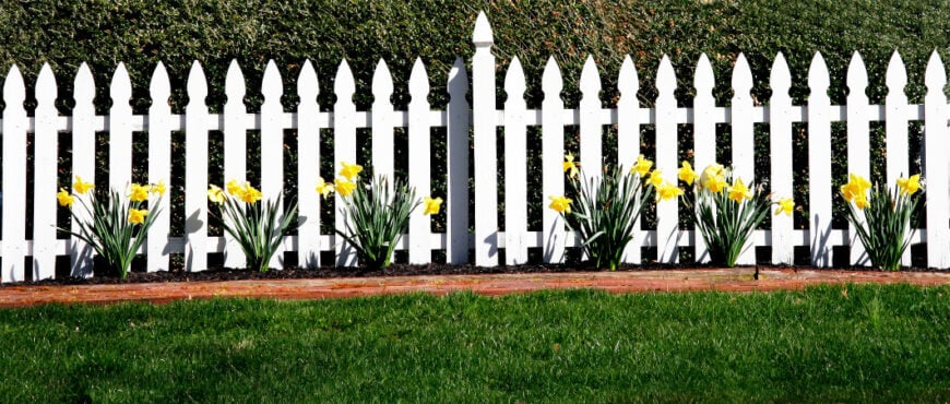 树篱前的白色尖桩篱笆，树篱前有一排水仙花。