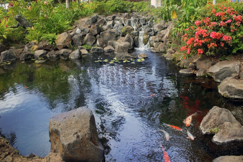 一个巨大的锦鲤池，一个用天然的大石头建造的人造瀑布。