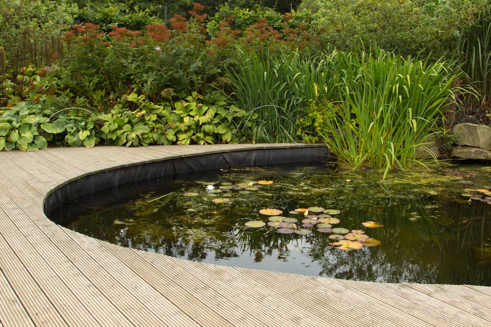 这个锦鲤池以美丽的木甲板为特色。郁郁葱葱的植物为池塘创造了一个漂亮的背景。
