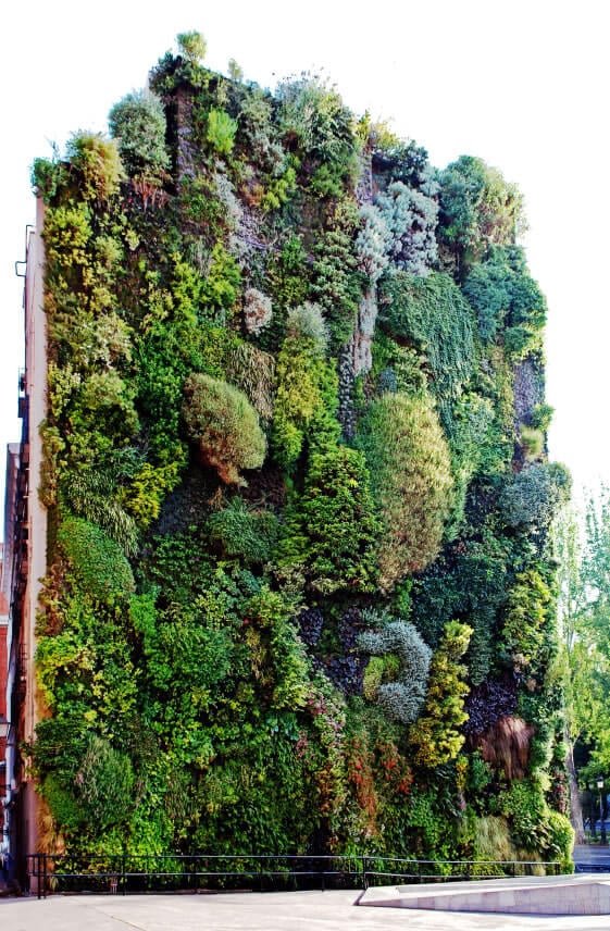 虽然绿色的墙壁提供了美丽的美感，让我们能看到自然世界，但人们经常忘记，绿色的墙壁为鸟类和昆虫提供了栖息地，同时还有助于净化室外空气。