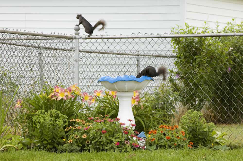 在后院，一个链式围栏可以用来将你的景观与邻居的院子分开，把宠物养在里面(或外面!)，通常也可以标记你院子的边界。为了美化素色的铁链栅栏，可以添加彩色的种植床和雕塑。你甚至可能会看到一些毛茸茸的朋友，就像上面的松鼠!