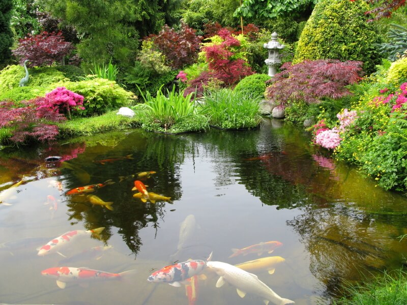 锦鲤池在日本花园里很受欢迎。这一款以日本枫树为特色，在一大堆喜欢水的草和一个单一的石头灯笼。