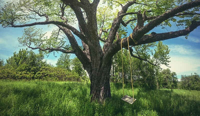 绳索秋千挂在一棵成熟树的一根结实的树枝上，是享受夏日微风的经典秋千方式。