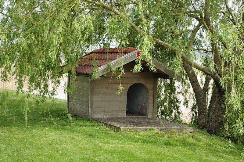 这个可爱的狗舍很简单，但藏在山上的一棵柳树下，免受大多数天气的影响。