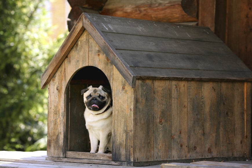 这是一个更小的狗屋，非常适合小型品种，就像图中的哈巴狗。这是一间简陋的狗屋，不过是在这间小木屋的前廊上。