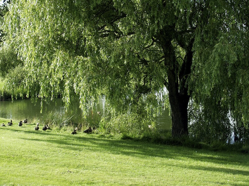 这棵巨大的、完全成熟的树坐落在一个安静的湖岸上，为一群鸭子提供荫凉。