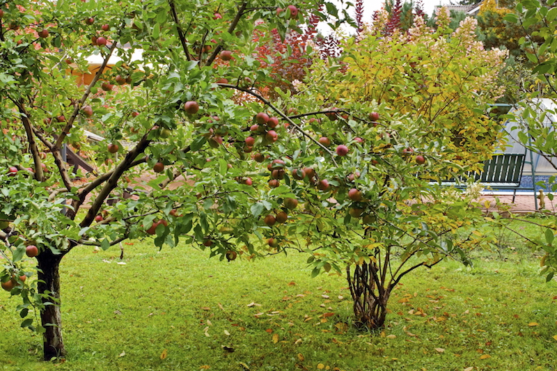 另一棵可爱的苹果树，种植在房子的后部，遮住了主要生活区，不让窥探者看到。