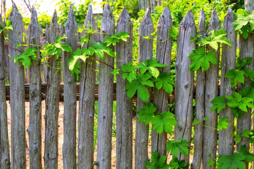 原木尖桩篱笆有一种有趣的乡村风格。