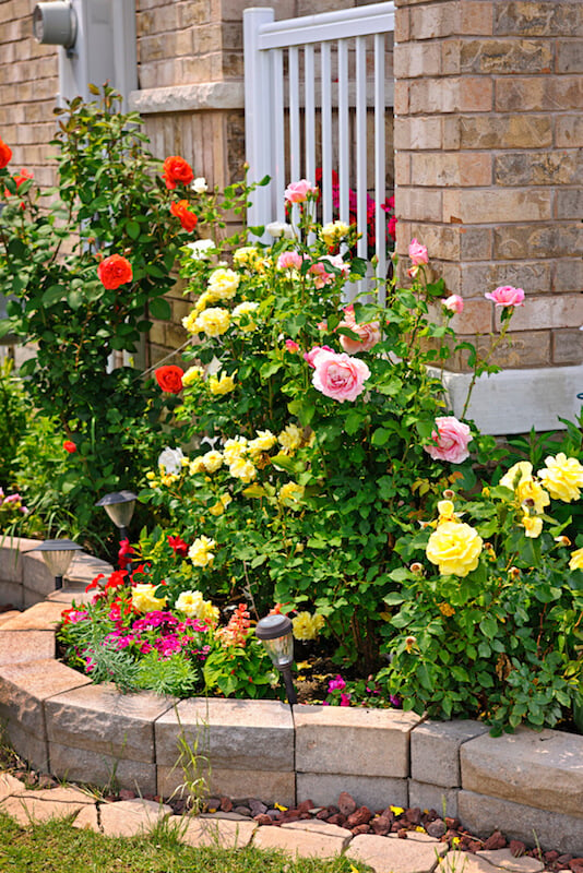 即使在较小的种植床上，玫瑰也有一定的吸引力。这个展览有浅粉色、红色和浅黄色的花朵。