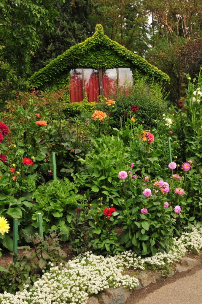 培养一些攀缘植物，如常春藤、牵牛花或玫瑰，让你的小屋笼罩在绿色之中。