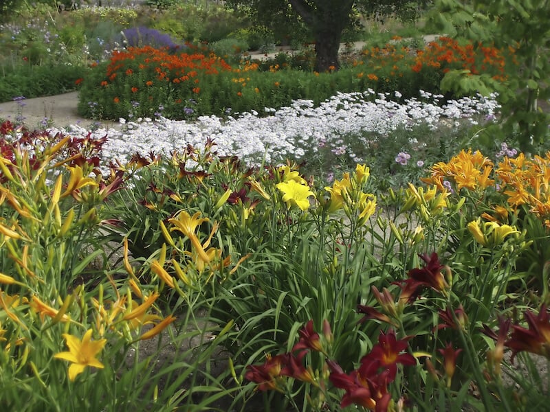 五颜六色的花园，有可爱的萱草、白色雏菊和其他各种各样的高大花朵。