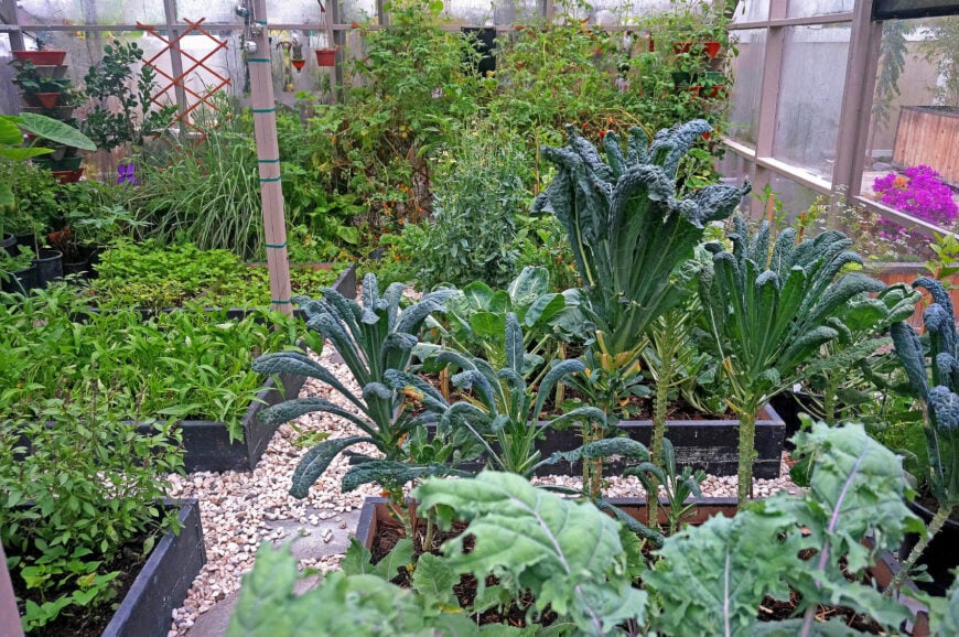 这里有一些温室里的矮而简单的花园花圃。这是一个很好的简单的方法来整理你的花园，这些床之间的松动的石头是一个经典的走道。