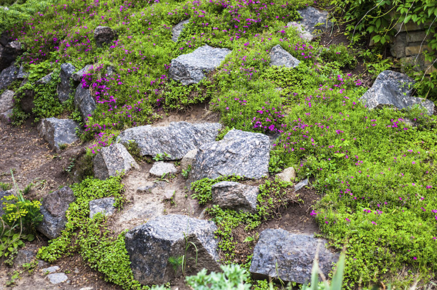 在这里，我们看到一些蓝色和白色的石头被绿色植物取代。如果你的石头相距足够远，你可以在你的石头花园里种上各种各样的植物。你的花园只需要几块石头分开来提供自然的感觉和纹理。