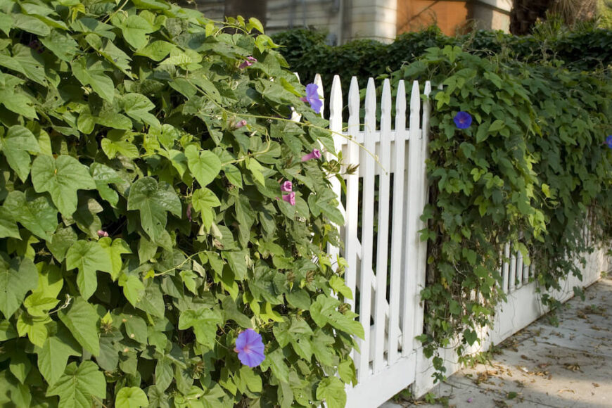葡萄藤也悬挂在栅栏上。你的家的栅栏会看起来很棒，开花的藤蔓真的增加了你的家的吸引力。