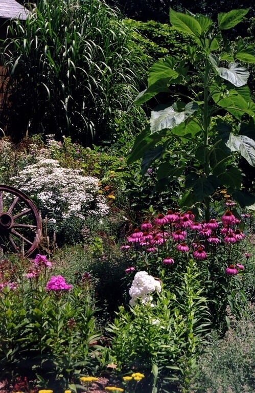 在这张照片中，紫色的锥花和白色的夹竹桃生长在深绿色的背景中。这些充满活力的色彩与茂密的绿色植物形成对比，将人们的目光吸引到花园。