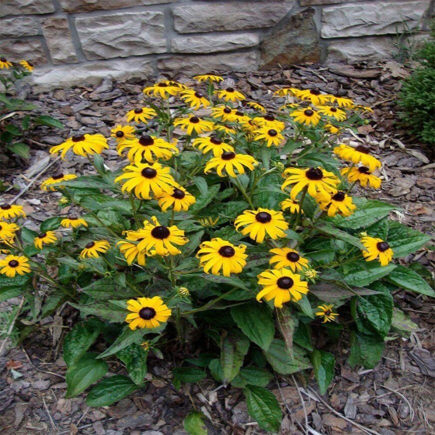 黑眼苏珊是一个伟大的多年生植物，增加惊人的戏剧性对比在你的花。这些花的明黄色和深黑色在人群中很显眼。