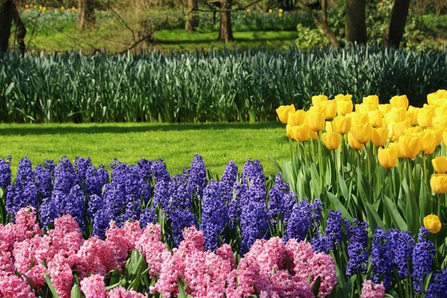这些可爱的郁金香旁边是一些紫色和粉红色的风信子。风信子的顶部有一长串彩色的小花，沿着花园的顶部形成一个彩色的床。