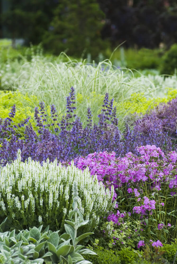 紫色鼠尾草和粉红色夹竹桃的组合创造了一个像野花一样的领域，在大片的地方是惊人的。这可以覆盖一个广阔的空间，让你的院子感觉像一个广阔的领域。