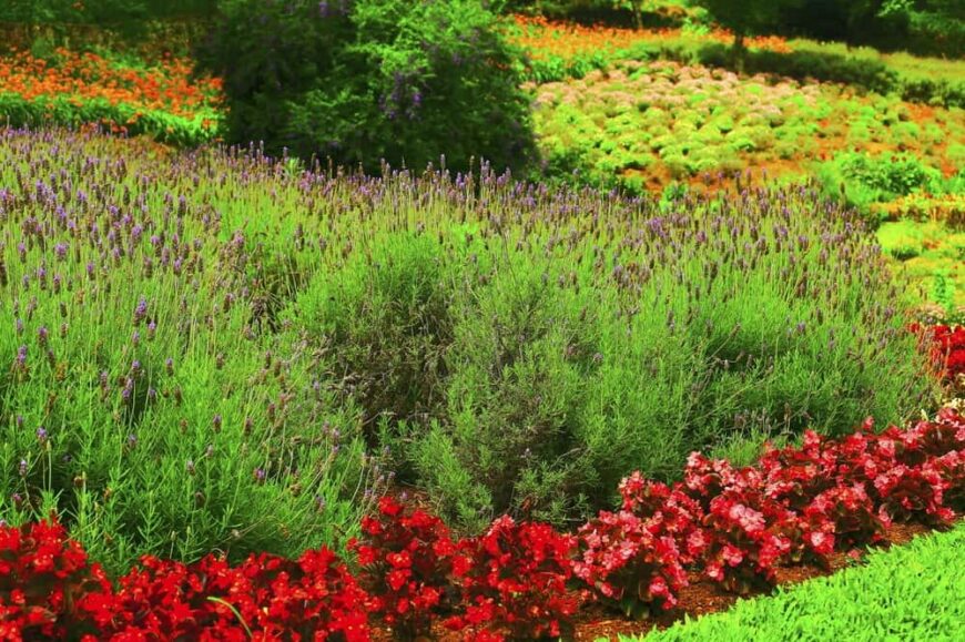 当你有一个大花园时，你有空间利用植物来勾勒出其他植物的地块。这里我们看到一株红色的植物勾勒出其他花的种植空间。