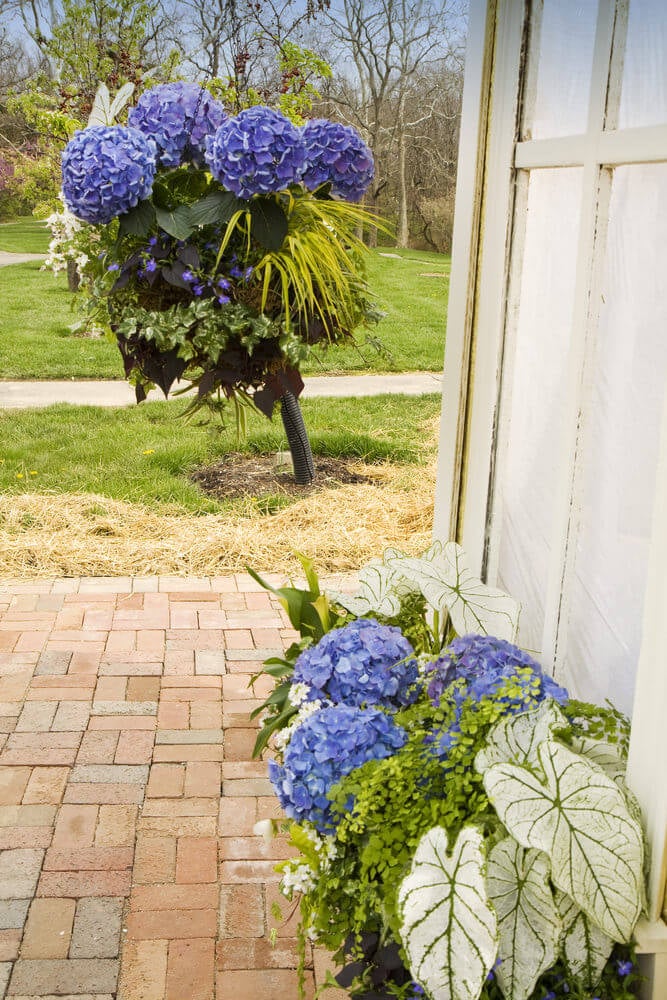 如果你的后院或前院有一株高大的植物，可以用绣球花为它增添一些色彩。使用各种其他植物，把它做成婚礼花束的样式。