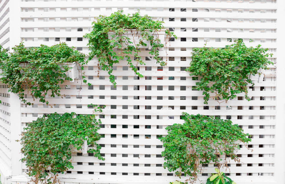 另一个垂直花园的例子，这一次植物在一个白色的格子隐私墙。