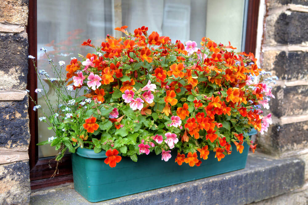 一个塑料花盒放置在窗台外溢出橙色的花朵。